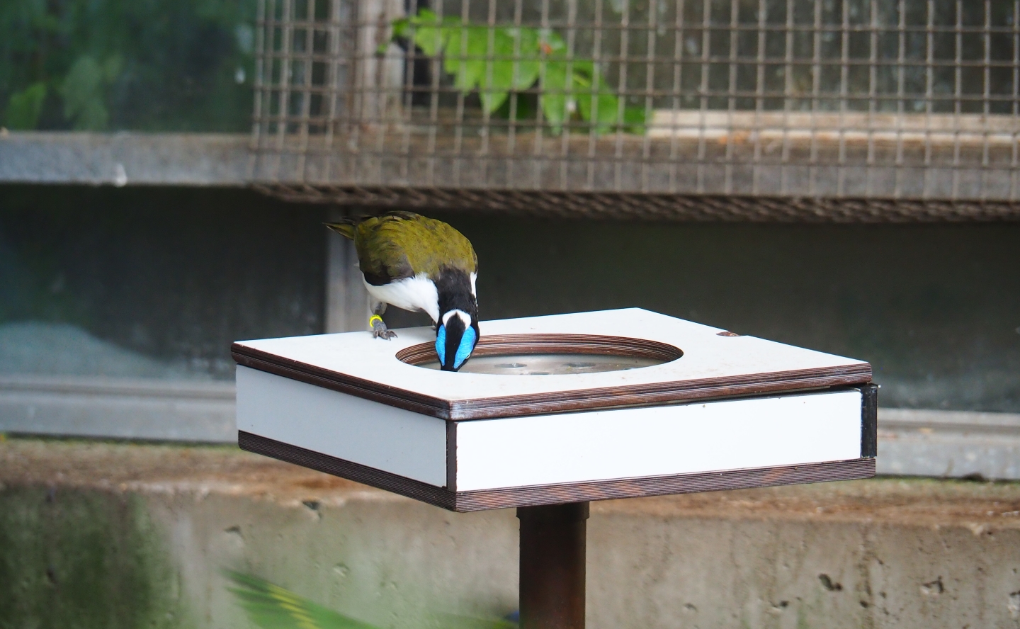 Blue-faced honeyeater (Entomyzon cyanotis) feeding (Sep 2nd, 2018)