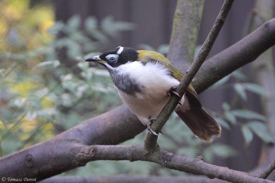 Blue-faced Honeyeater (Entomyzon cyanotis)