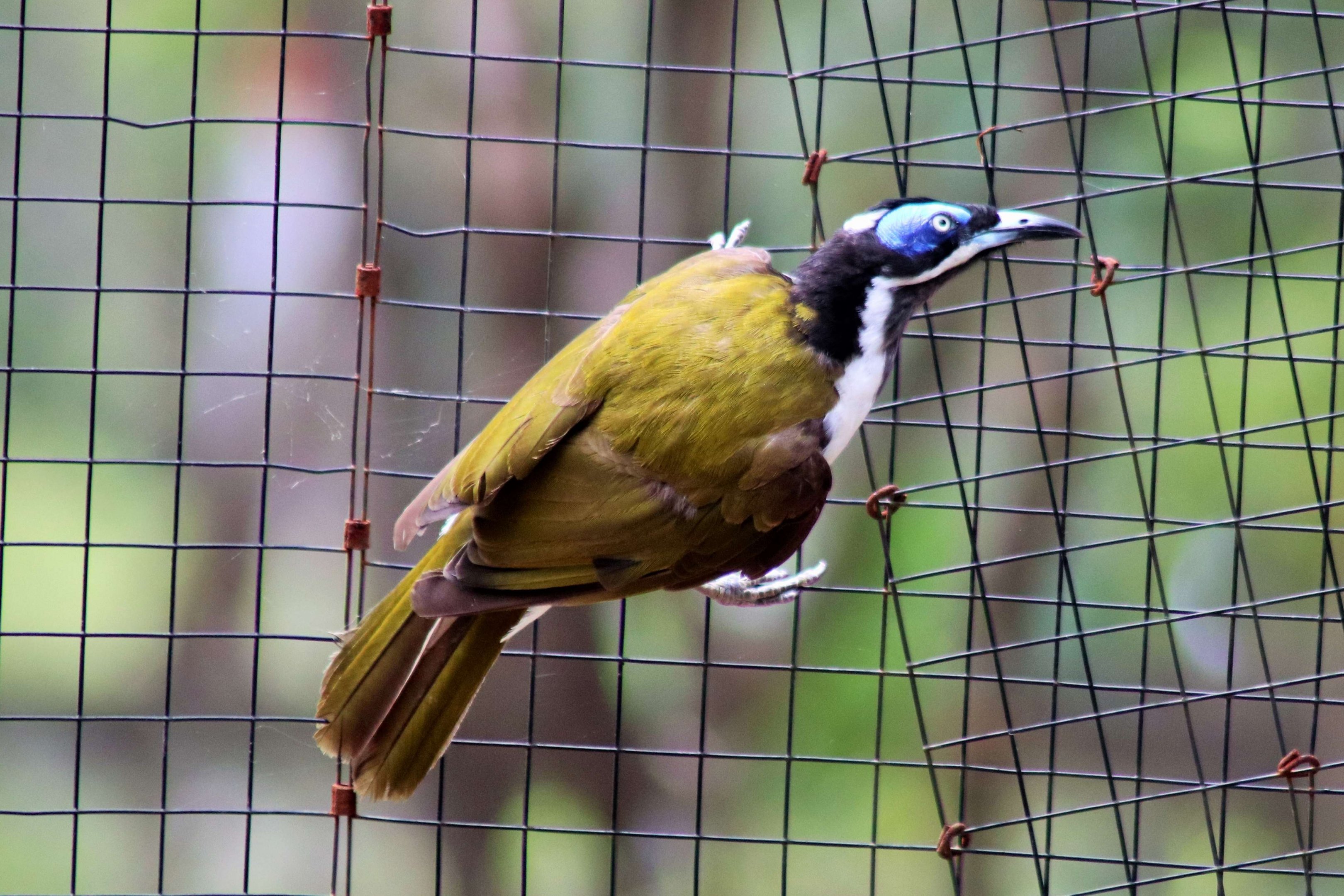 Blue-faced Honeyeater (Entomyzon cyanotis)