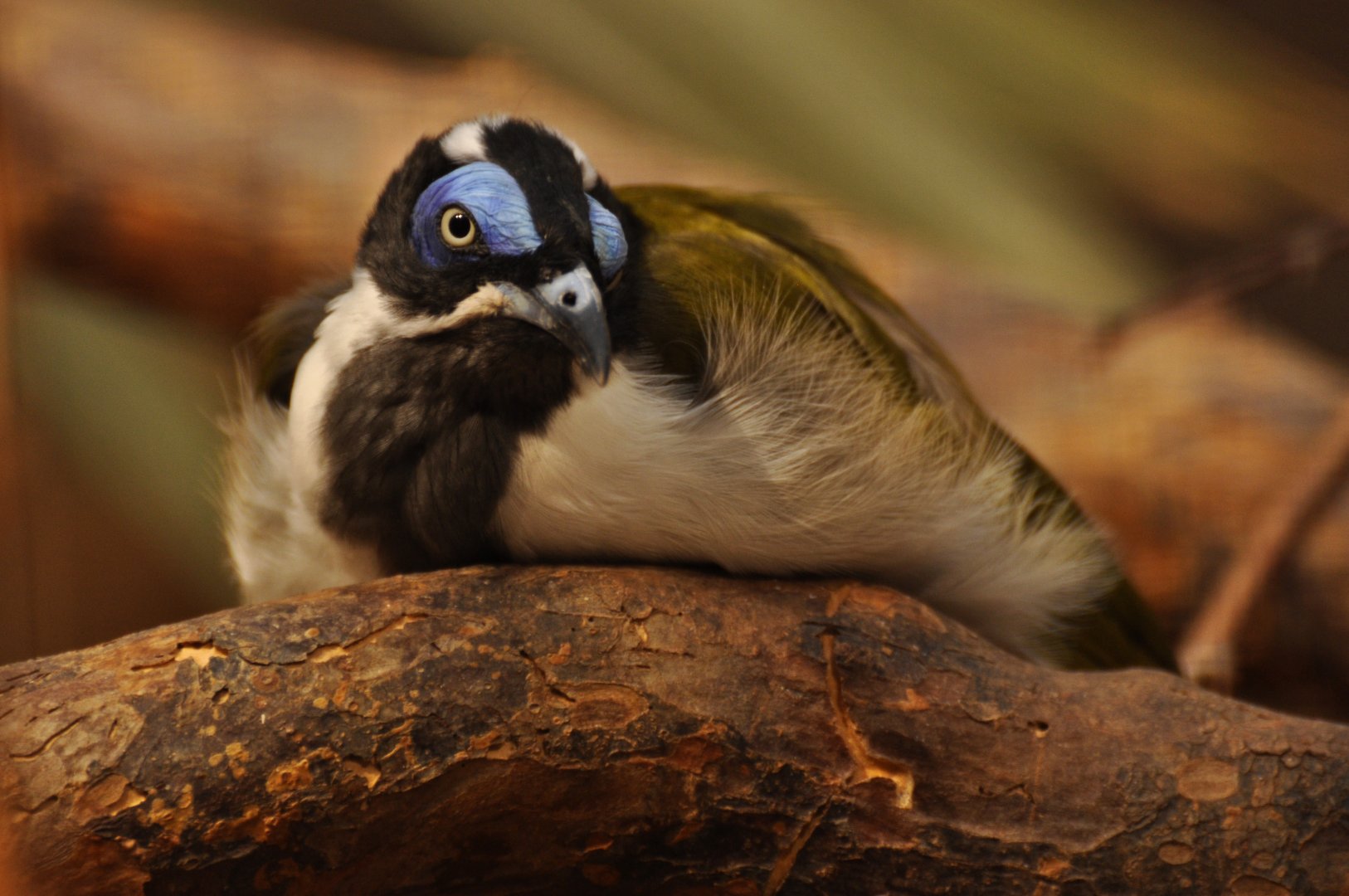 Blue-faced honeyeater (Entomyzon cyanotis)