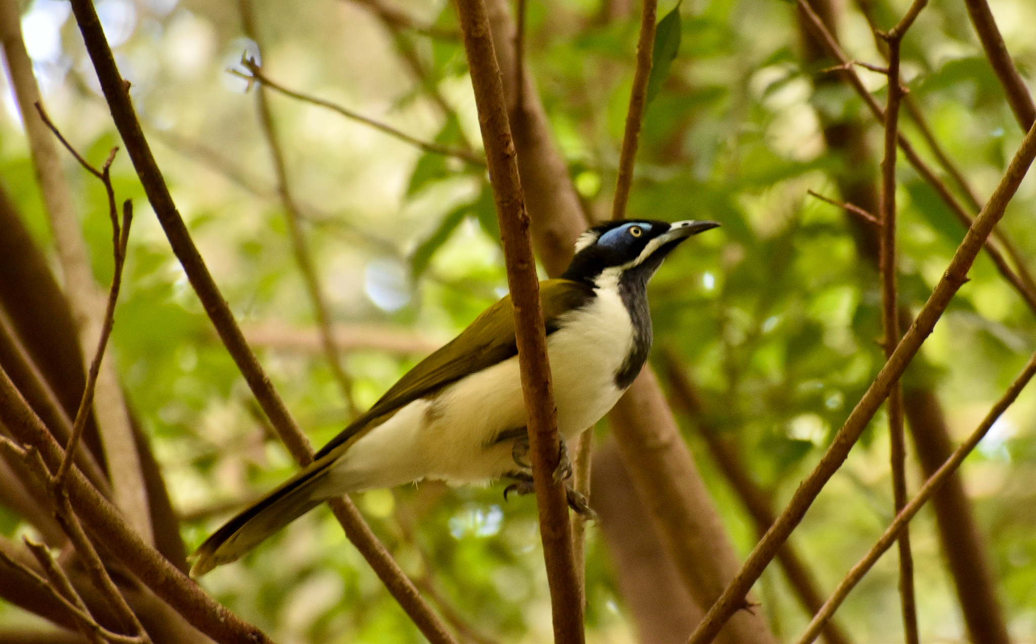 Blue-faced Honeyeater (Entomyzon cyanotis)