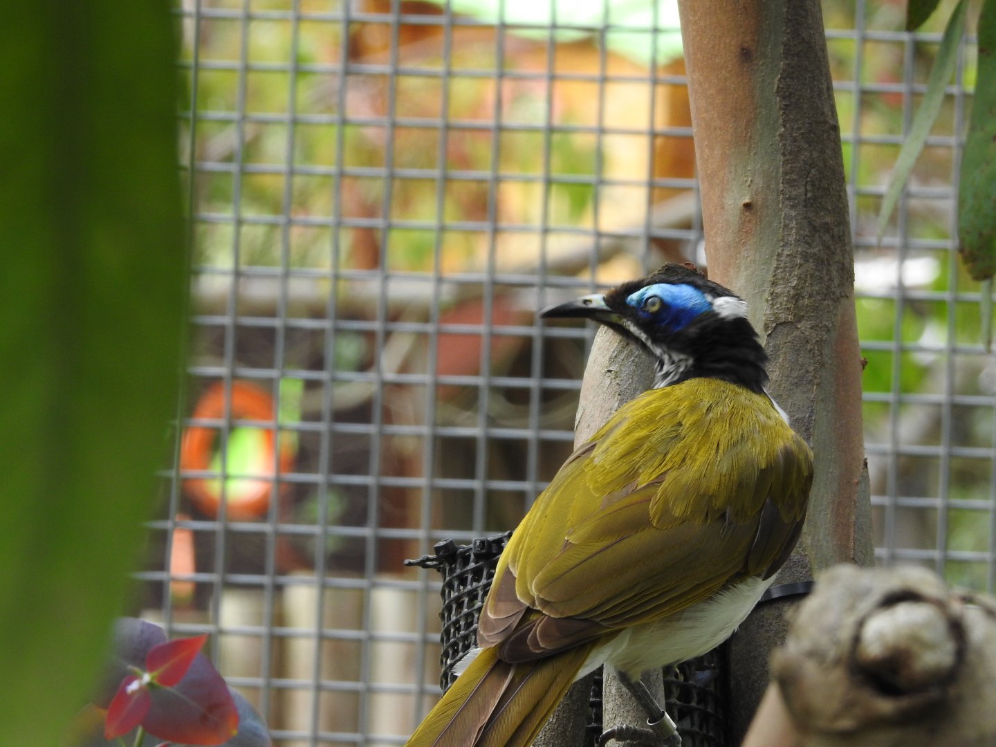 Blue-Faced Honeyeater (Entomyzon cyanotis)