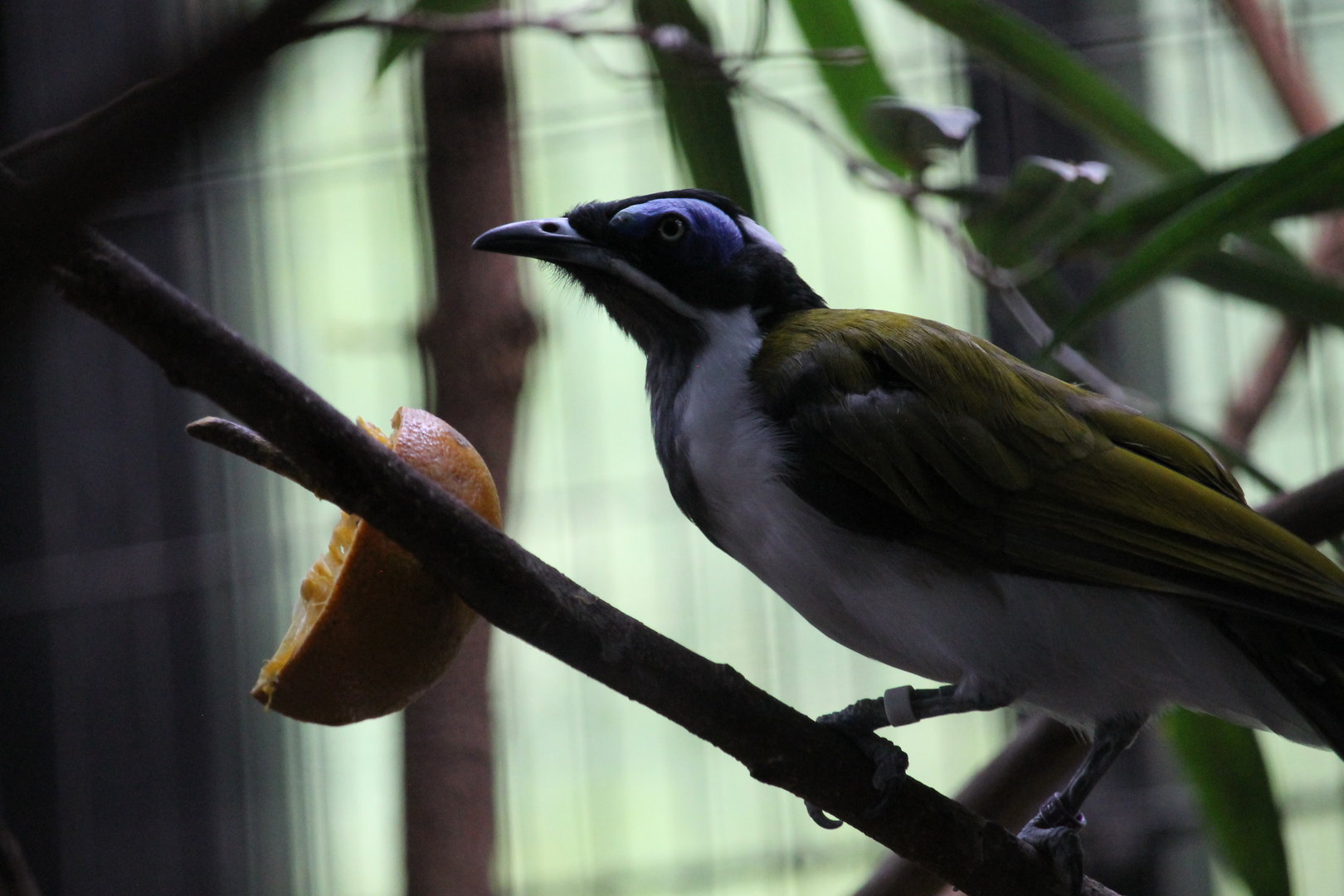 Blue-faced Honeyeater (Entomyzon cyanotis)