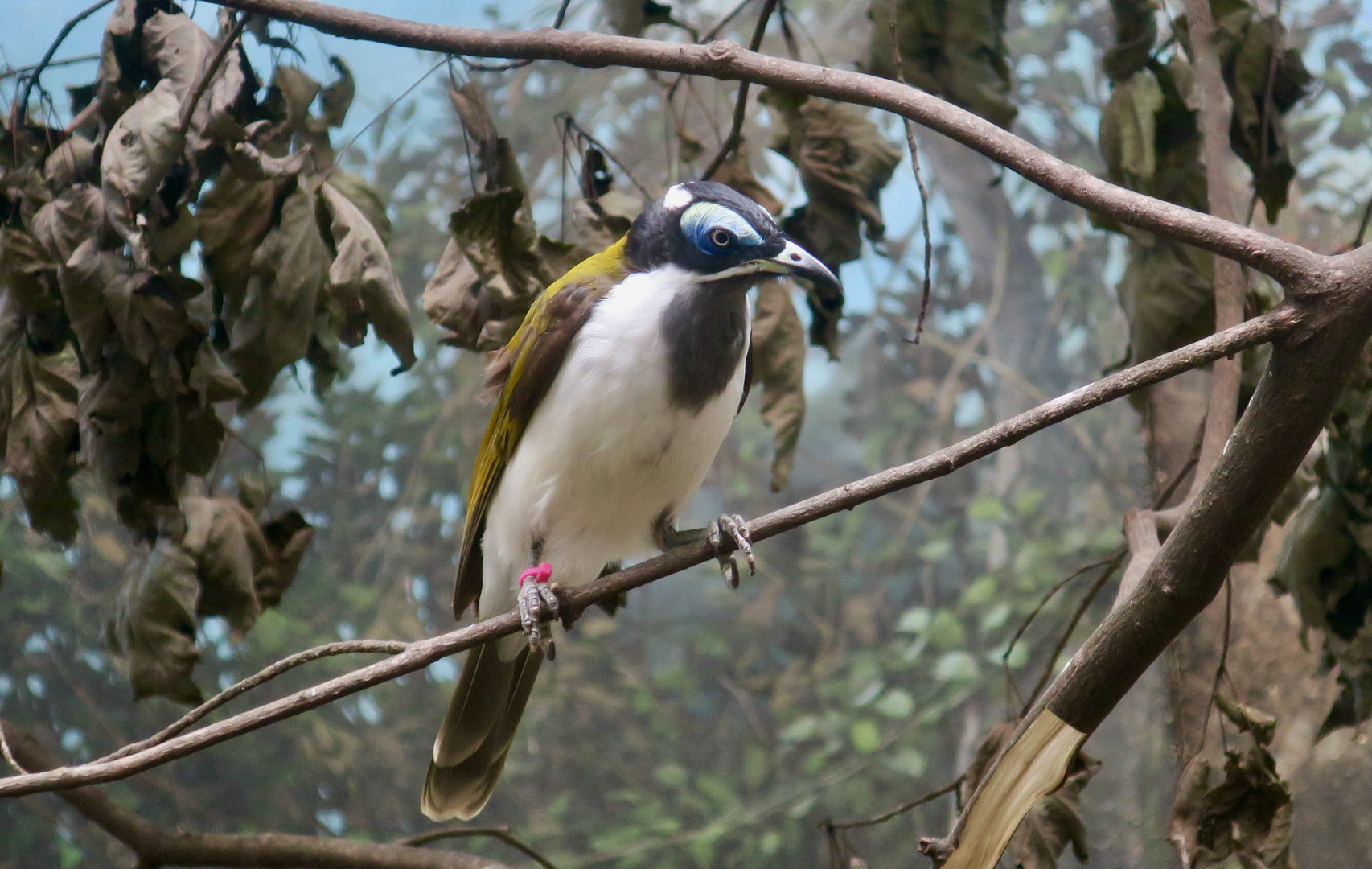 Blue-Faced Honeyeater (Entomyzon cyanotis)