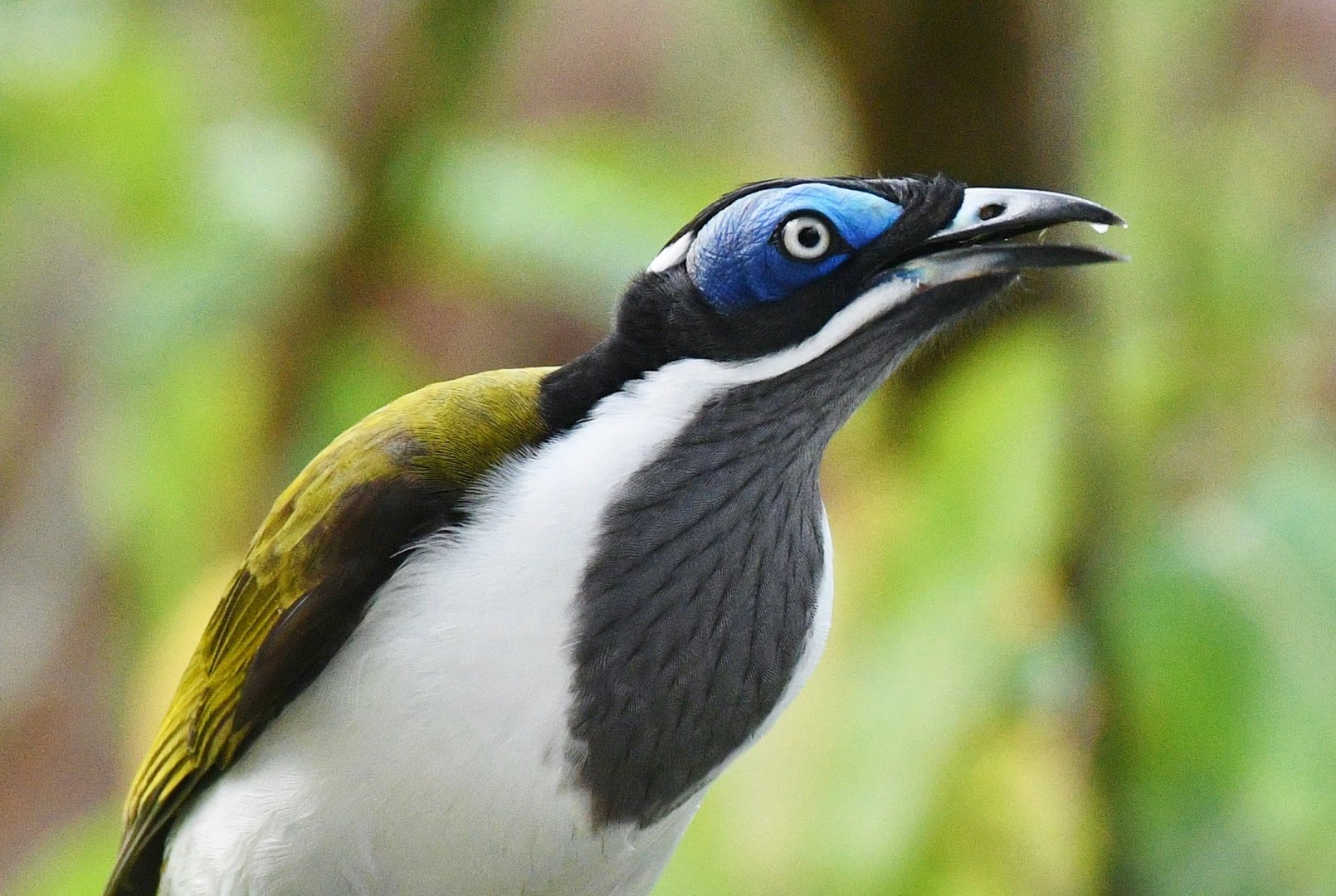 Blue-faced Honeyeater (Entomyzon cyanotis)