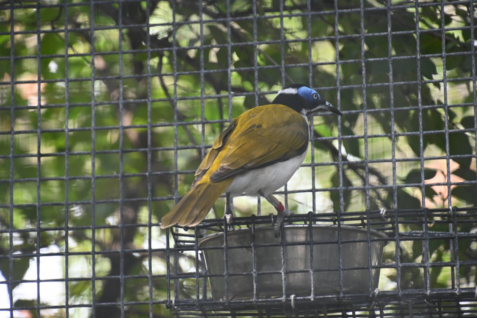 Blue-faced honeyeater (Entomyzon cyanotis)