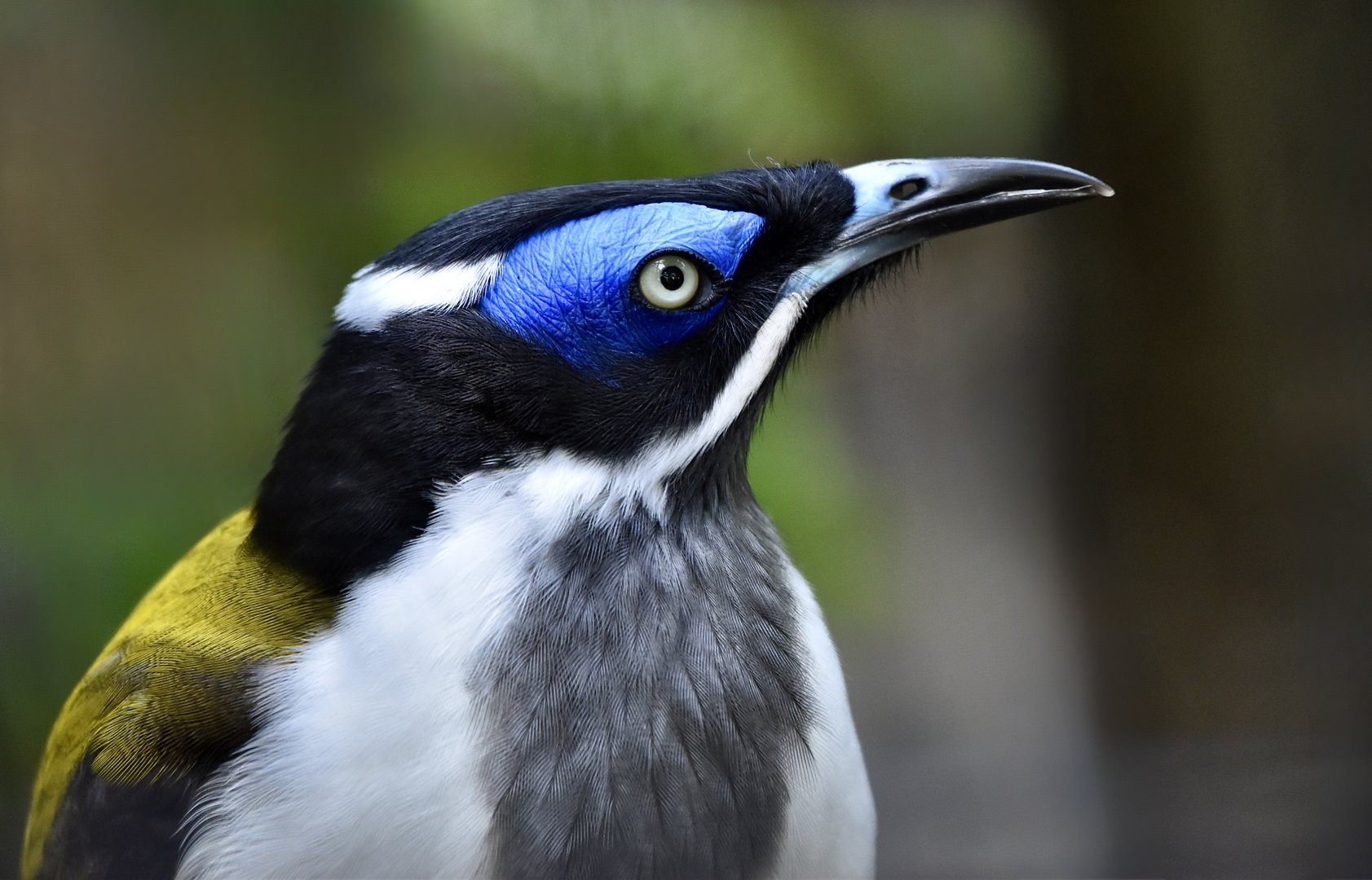 Blue-Faced Honeyeater (Entomyzon cyanotis)