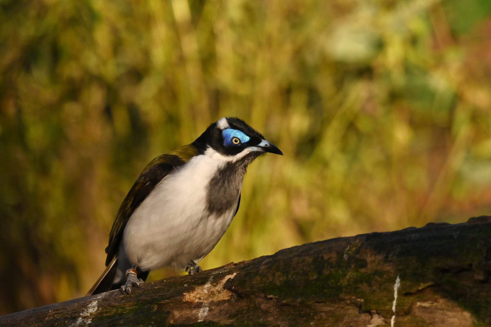 Blue-faced honeyeater  Entomyzon cyanotis