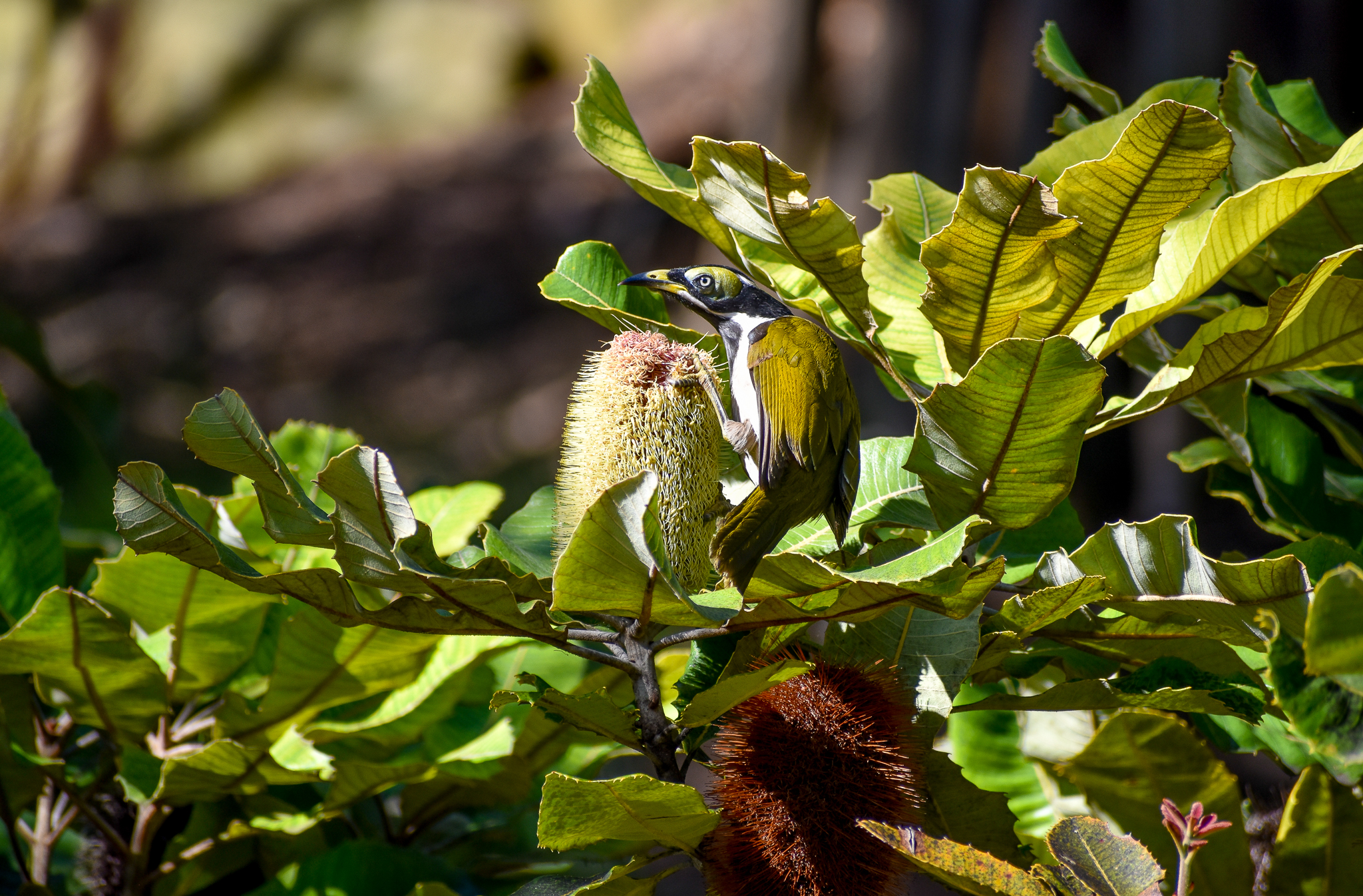 Blue-faced Honeyeater feeding on a banskia flower