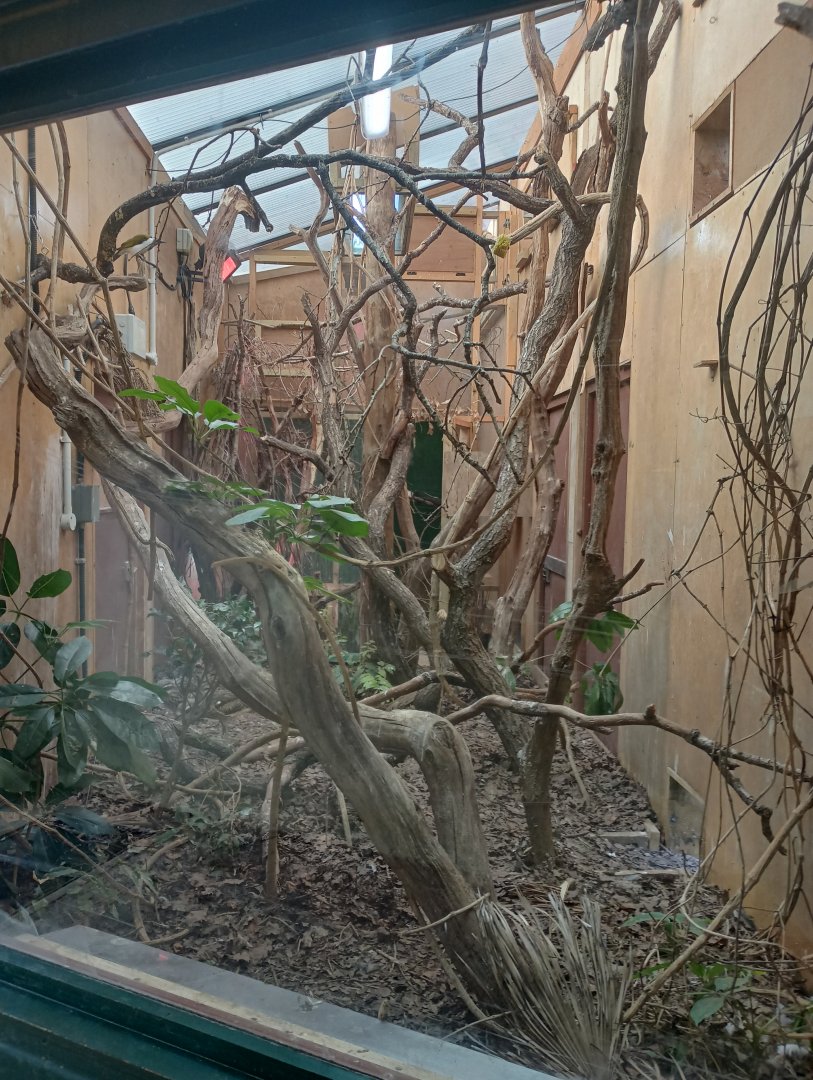 Blue-faced honeyeater indoor quarters