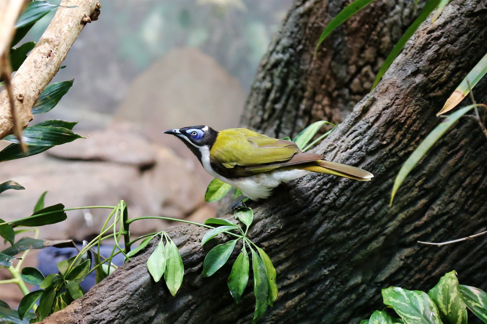 Blue-faced Honeyeater, June 2015