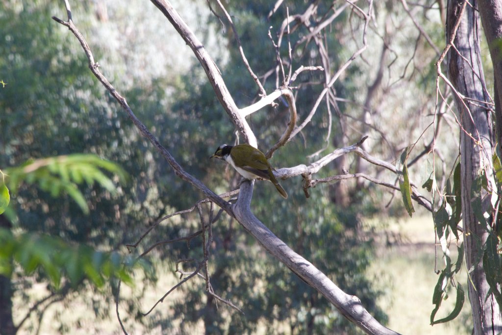 Blue-faced Honeyeater juvenile (Entomyzon cyanotis)