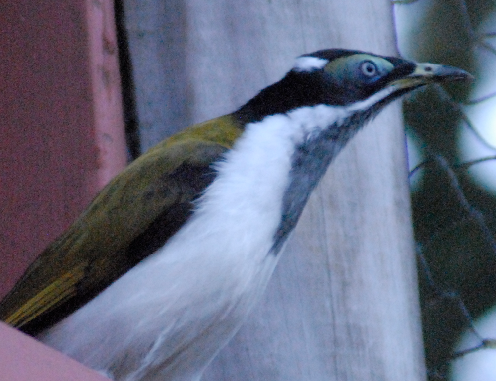Blue-faced Honeyeater - Marwell Zoological Park 2022