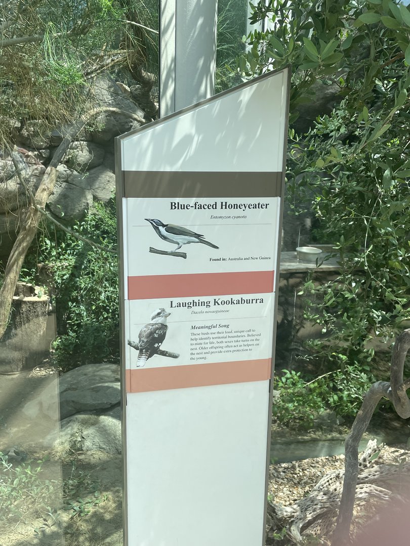 Blue-faced Honeyeater (No Show) and Kookaburra Signage