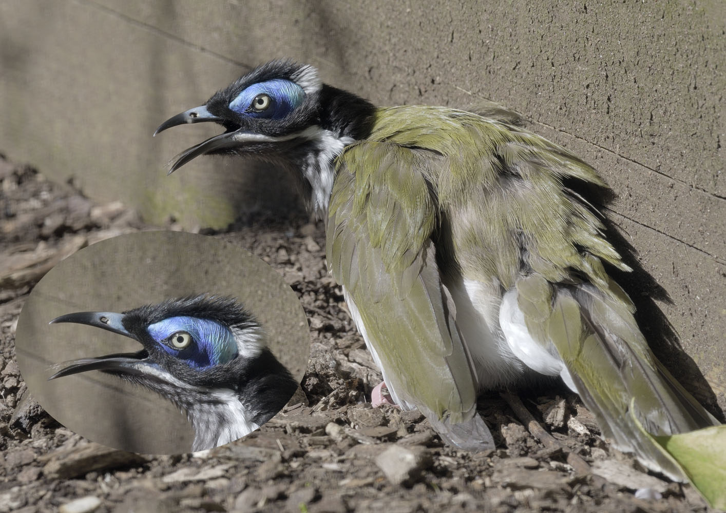 Blue-faced honeyeater shows its tongue