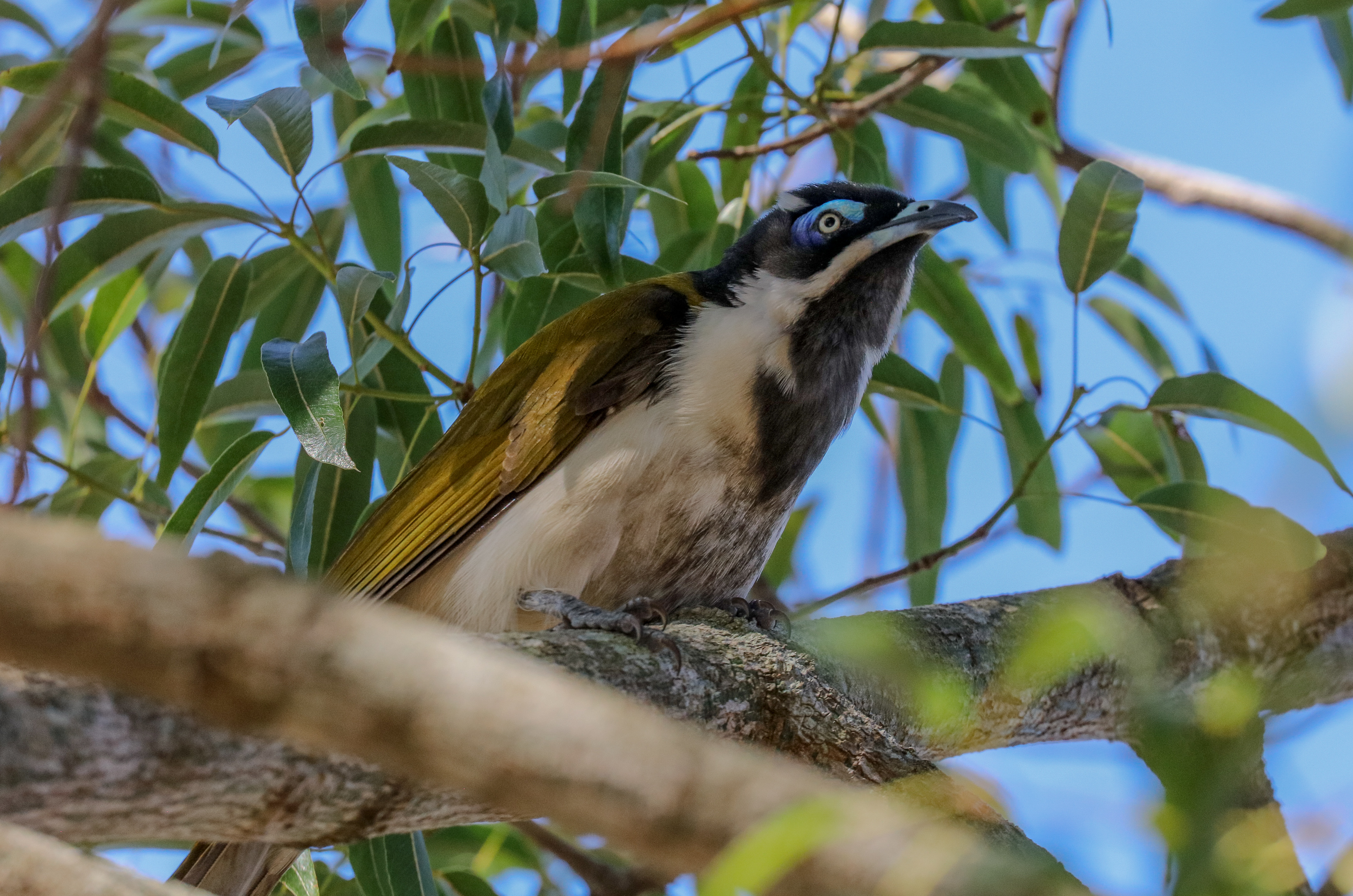 Blue-faced Honeyeater (wild bird)