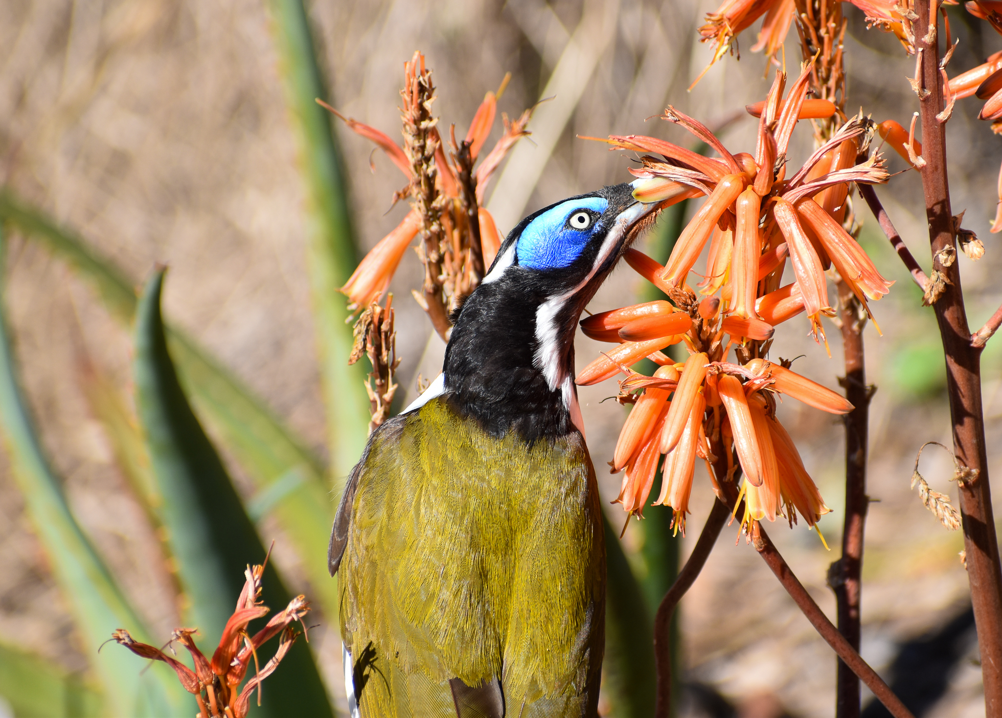 Blue-faced Honeyeater - wild