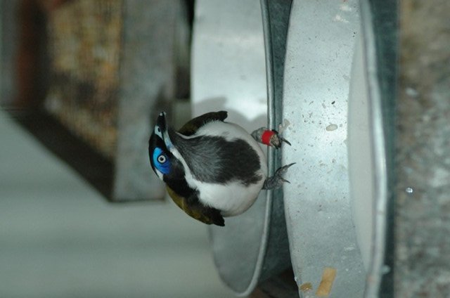 Blue-faced Honeyeater