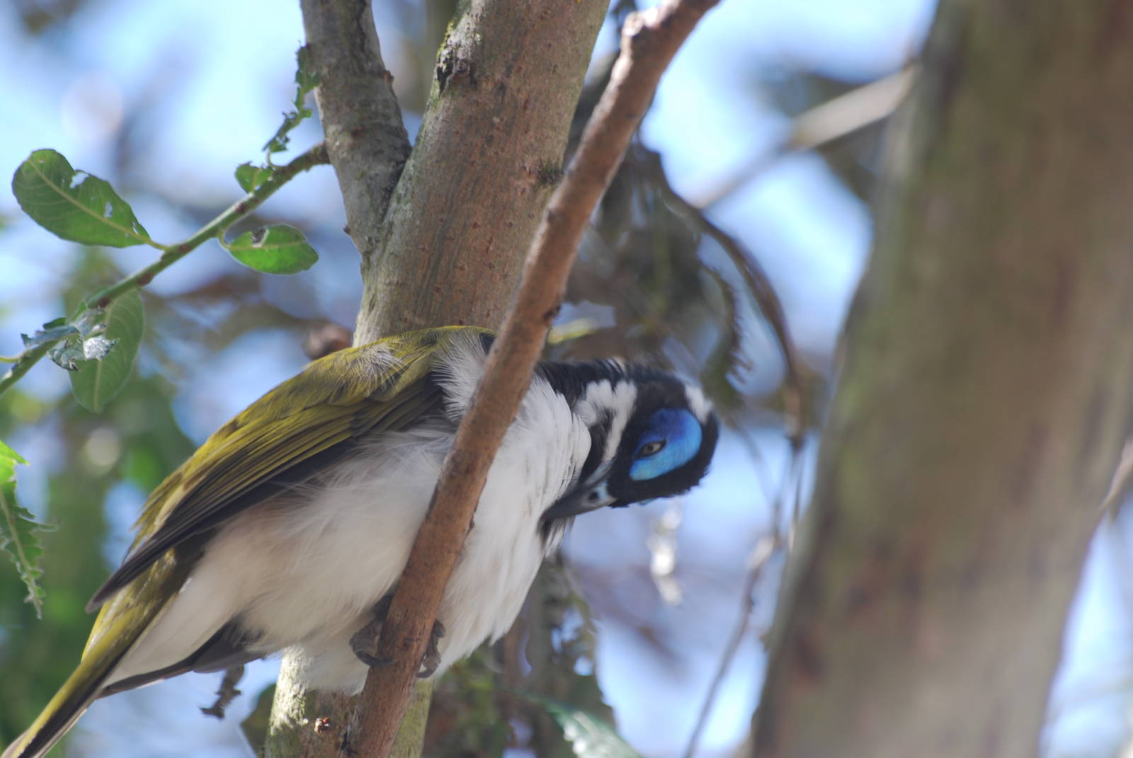Blue-faced honeyeater