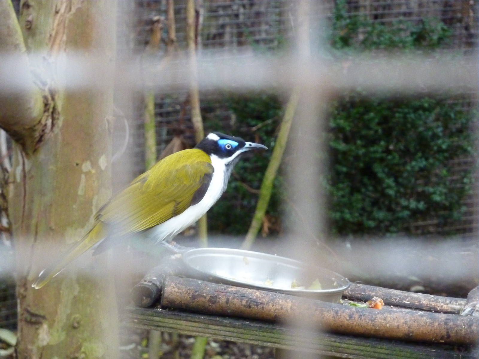 Blue-faced honeyeater