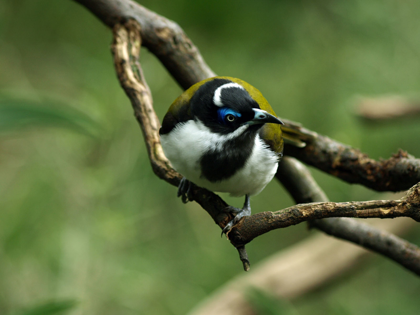 Blue-faced honeyeater