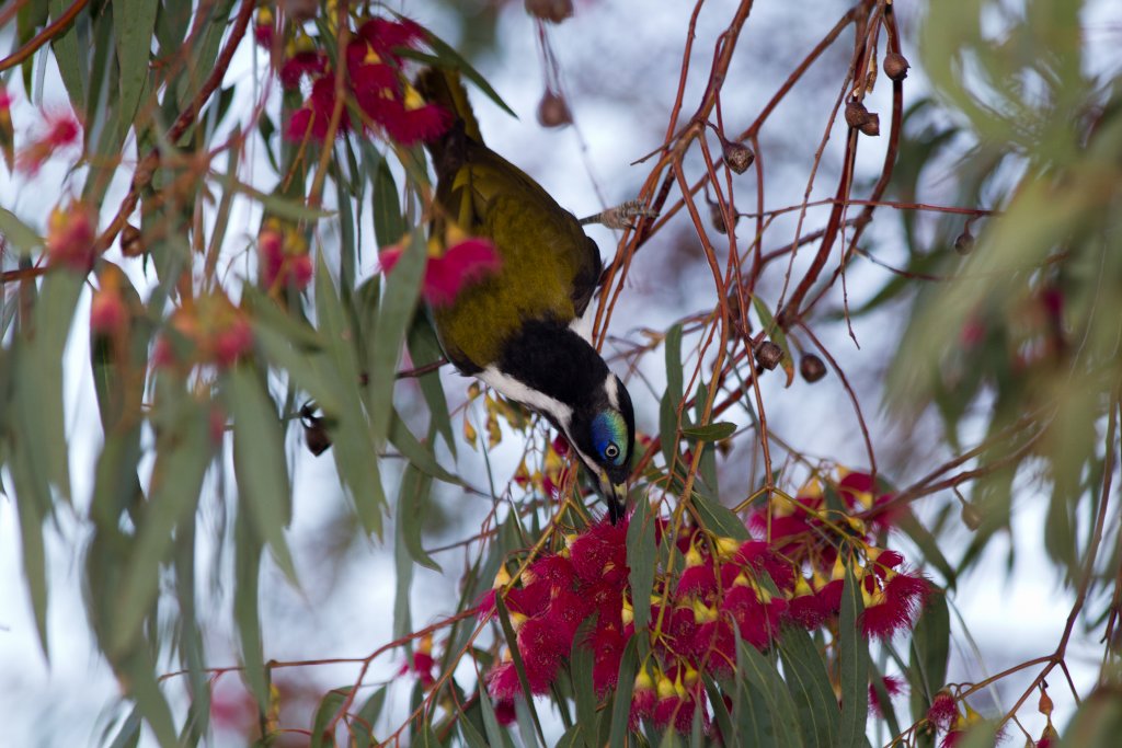 Blue-faced Honeyeater