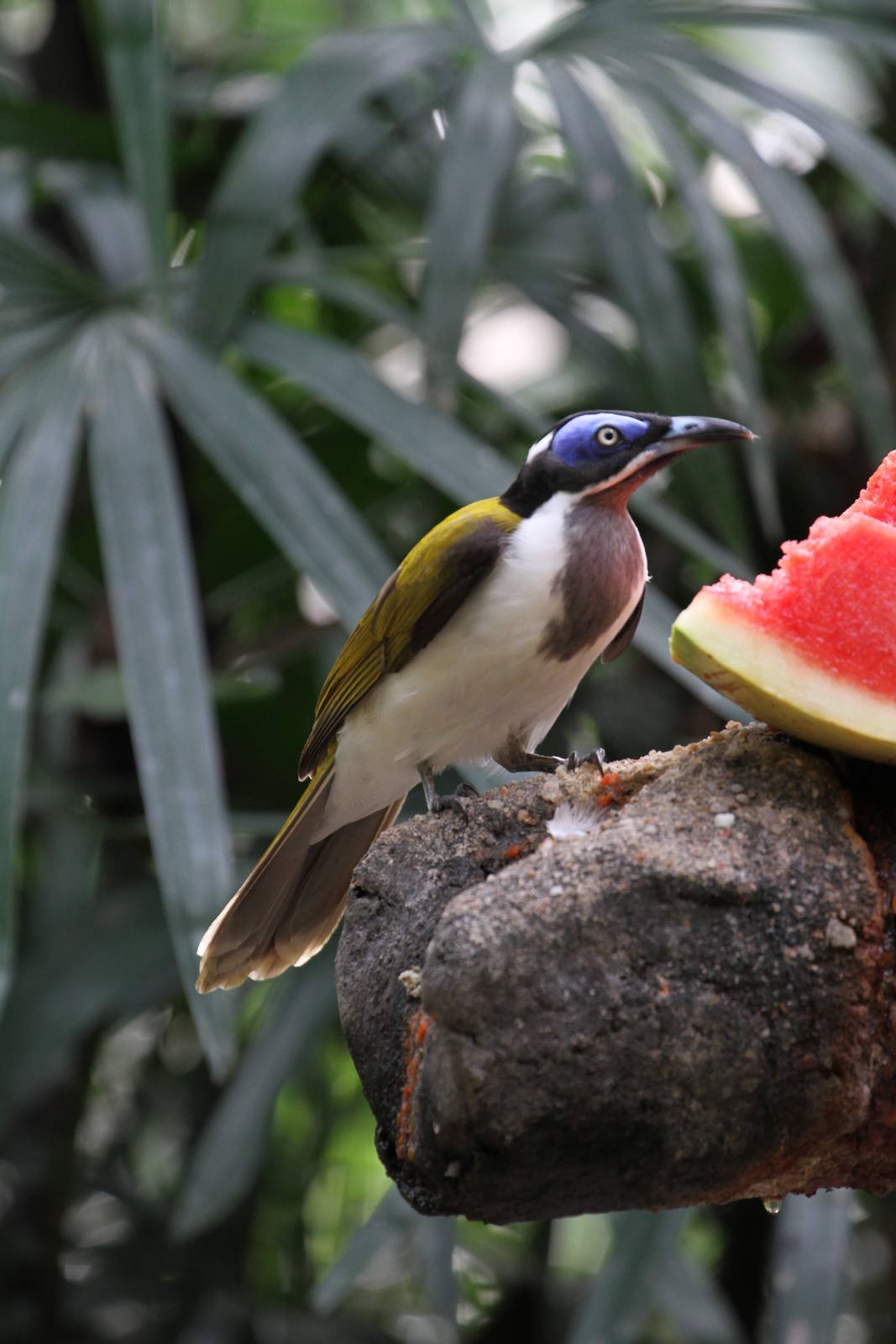 Blue-faced Honeyeater