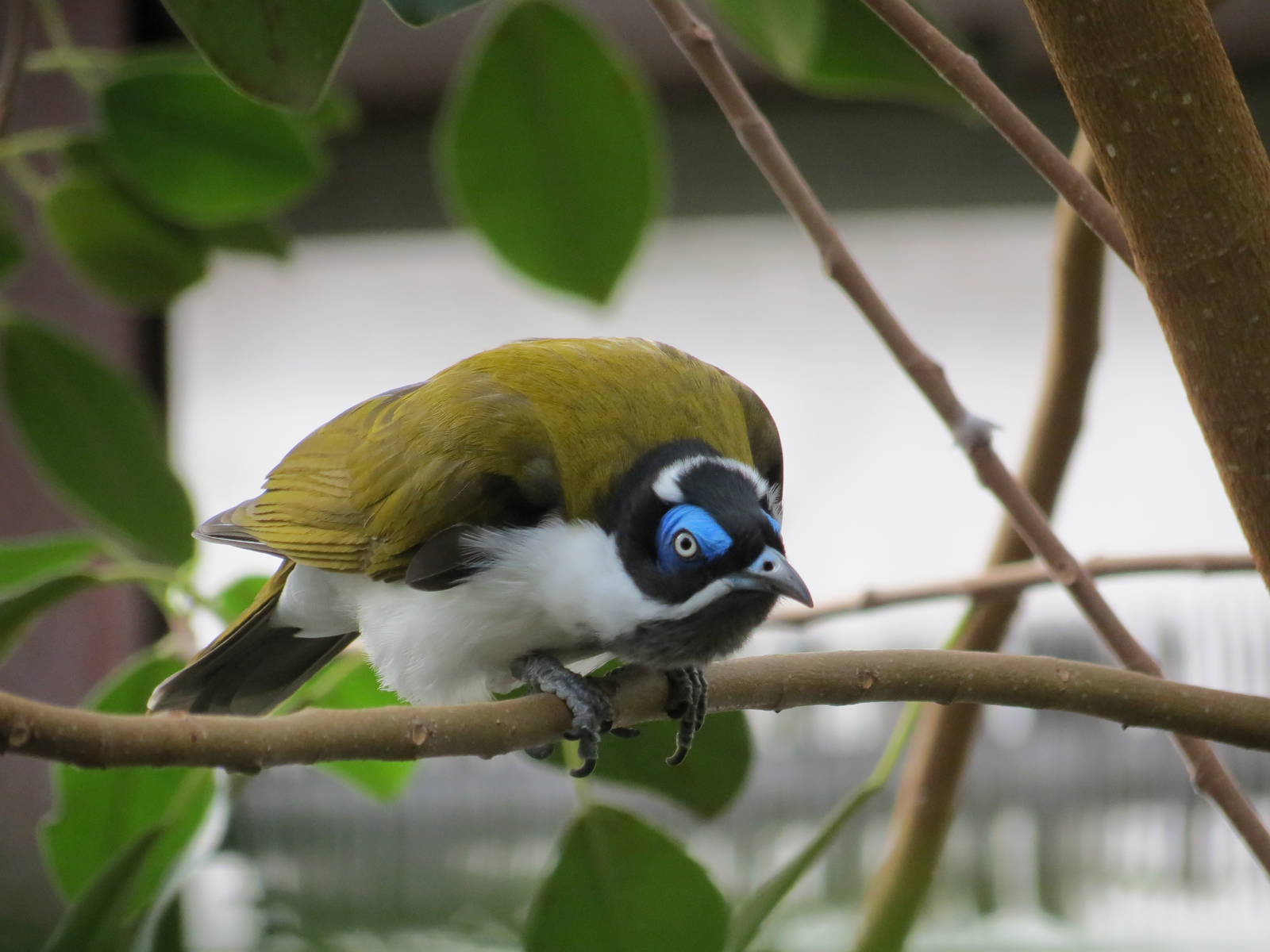 Blue-faced Honeyeater