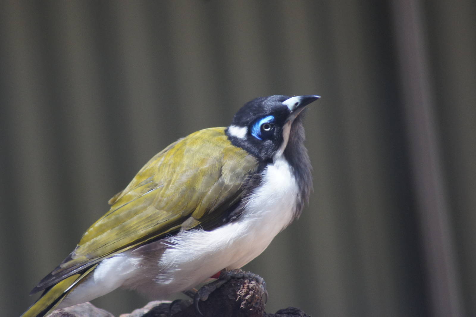 Blue faced honeyeater