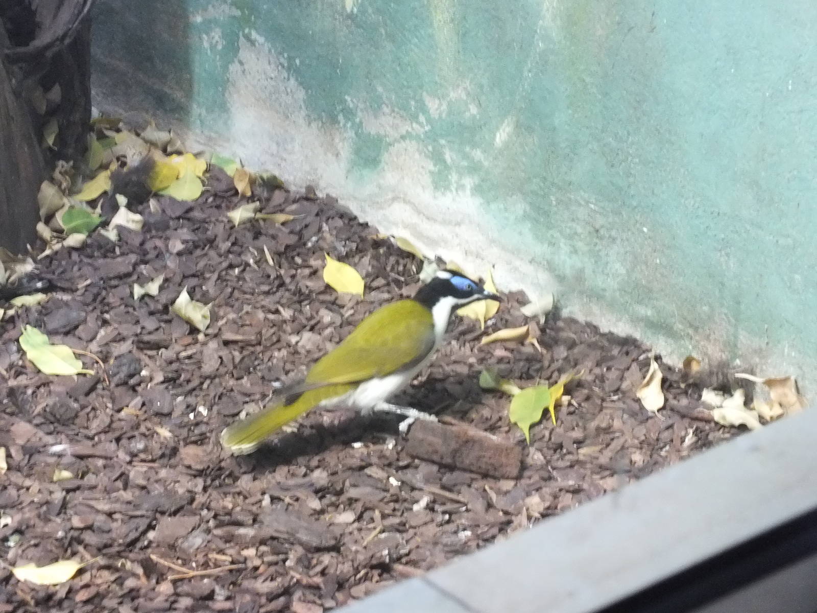 Blue-faced Honeyeater