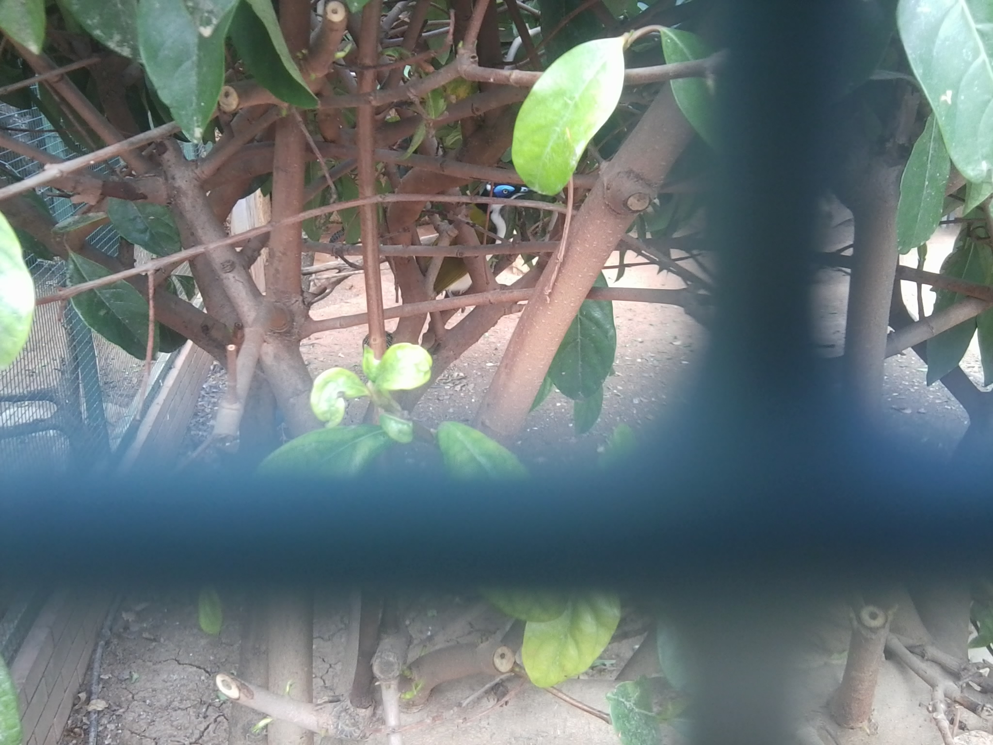 Blue-faced honeyeater