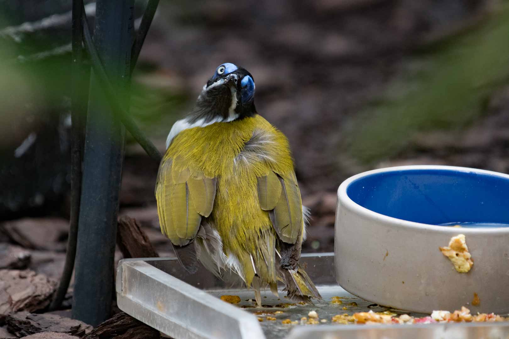 Blue-Faced Honeyeater