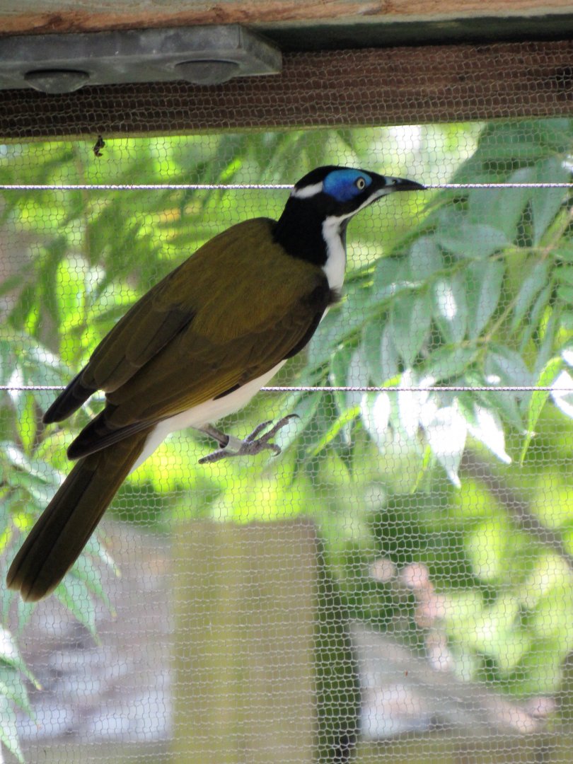 Blue-Faced Honeyeater