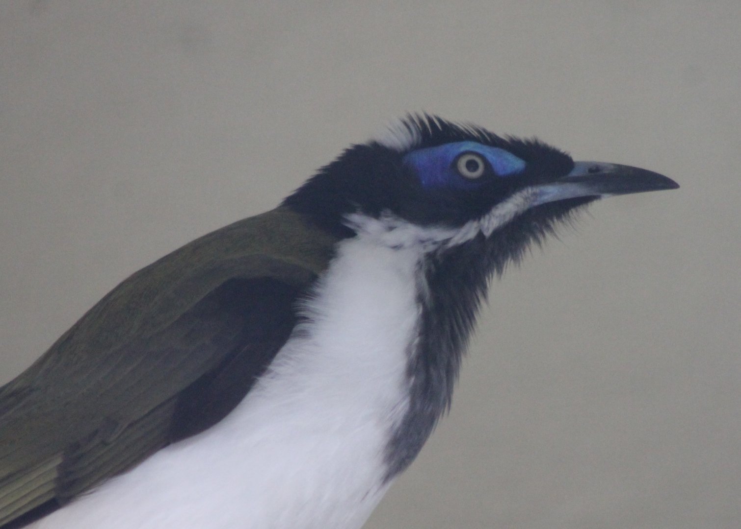 Blue-faced honeyeater