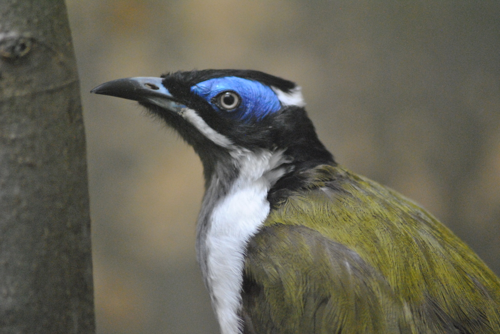 Blue-faced honeyeater