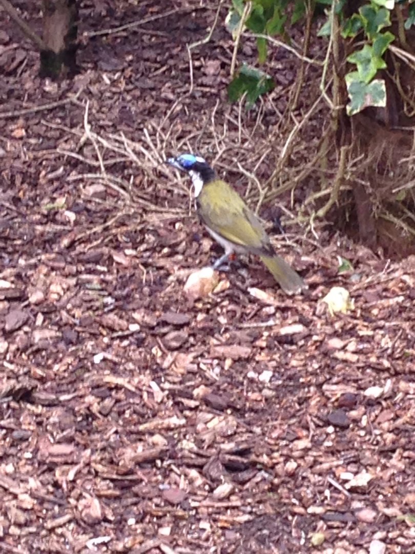 Blue-Faced Honeyeater