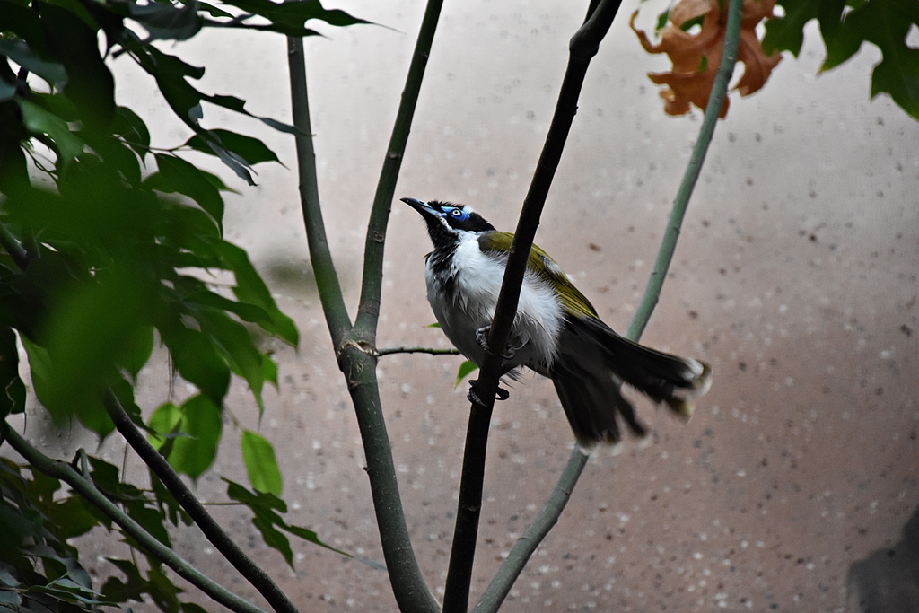 Blue-faced honeyeater