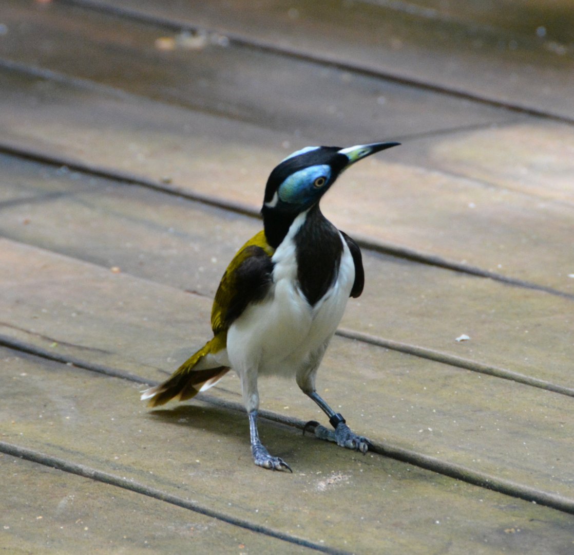 Blue-faced honeyeater