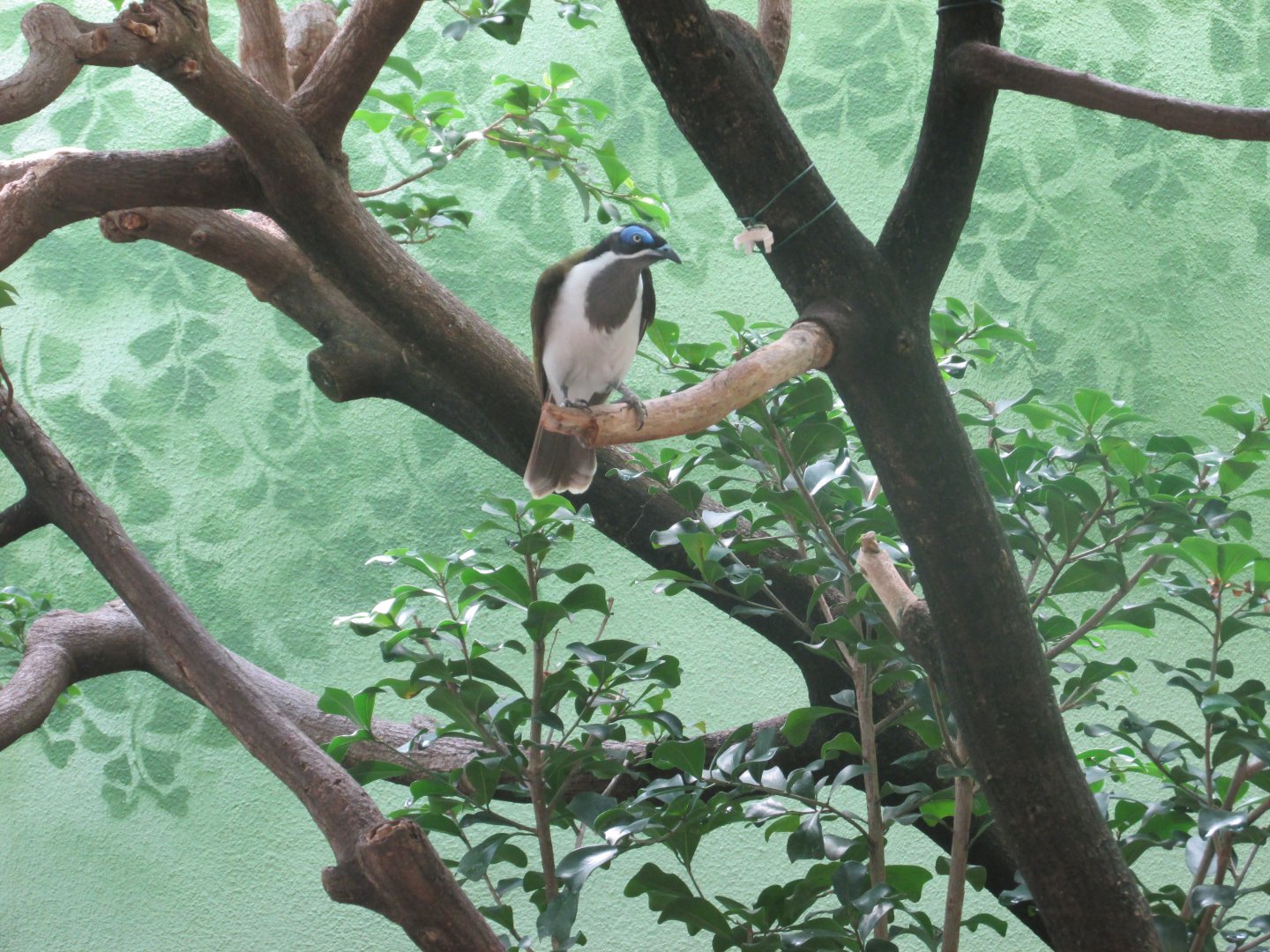 blue faced honeyeater