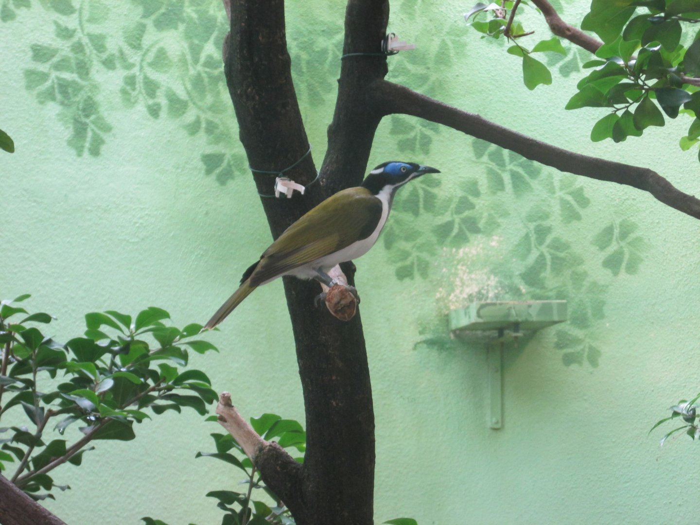 blue faced honeyeater