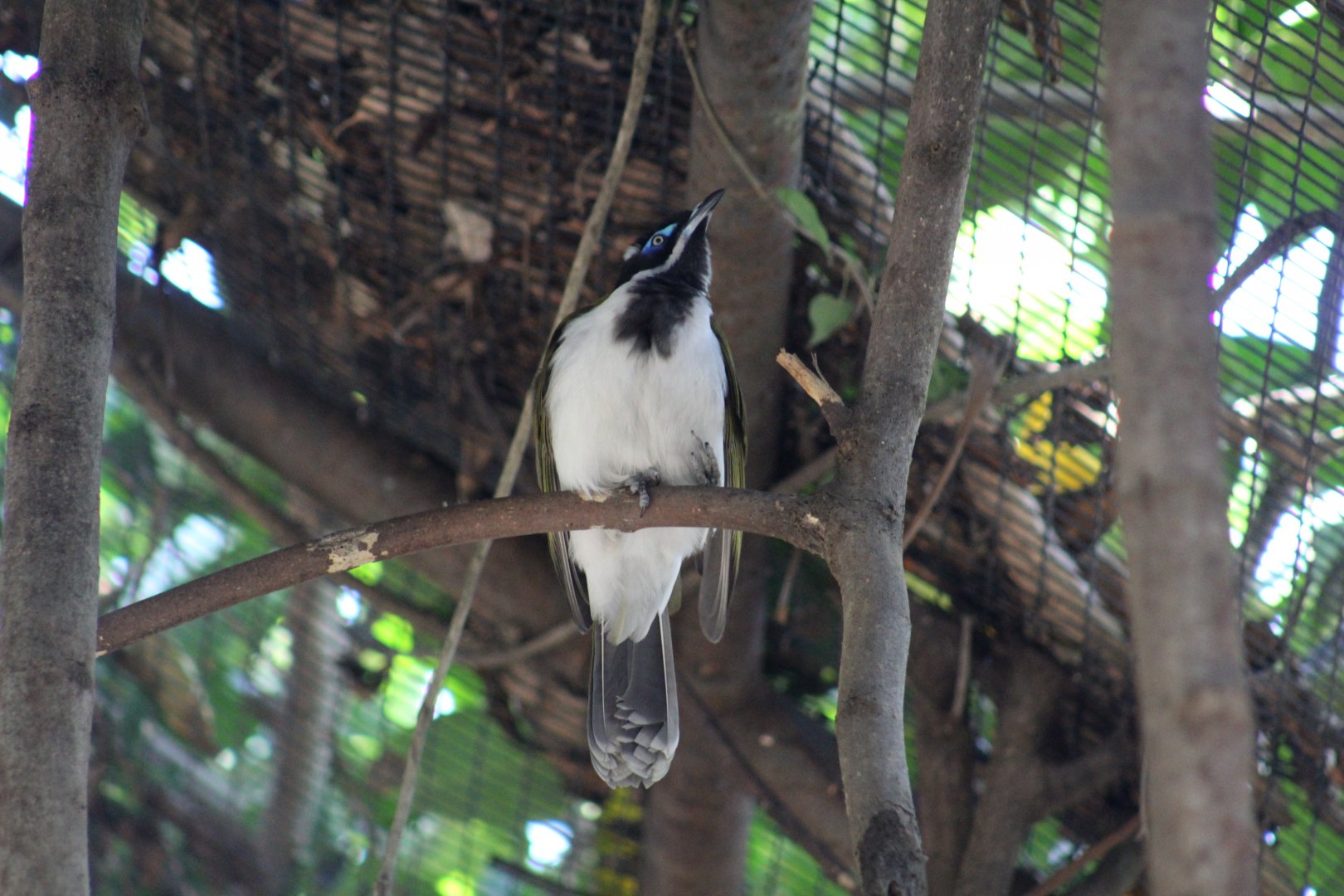 Blue-Faced Honeyeater