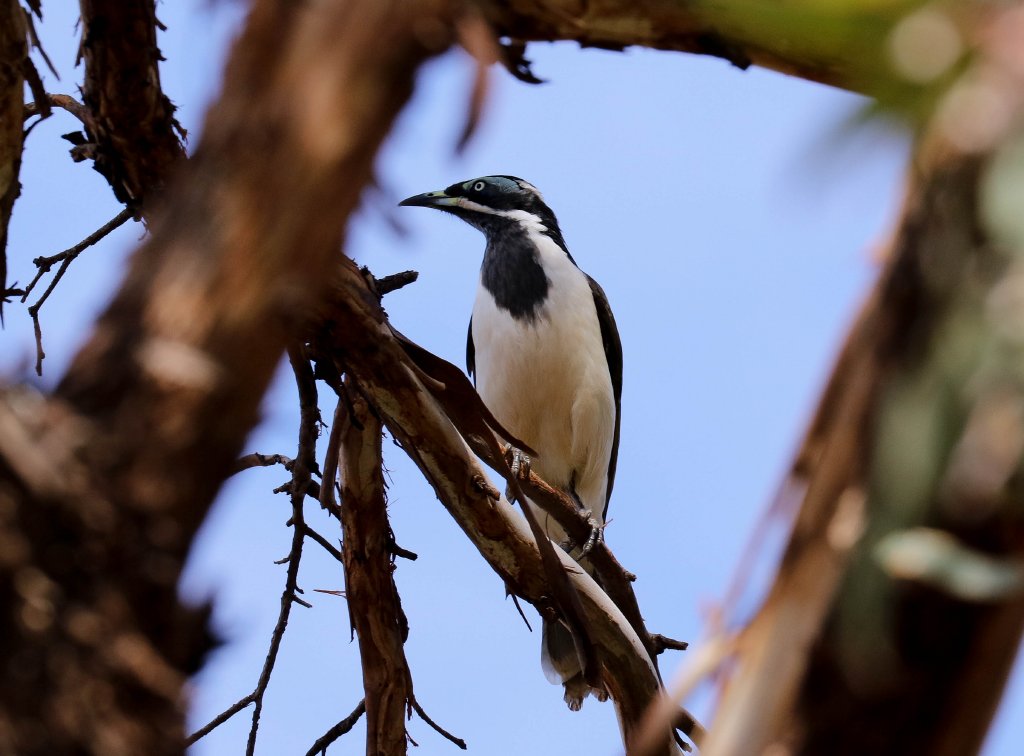 Blue-faced Honeyeater