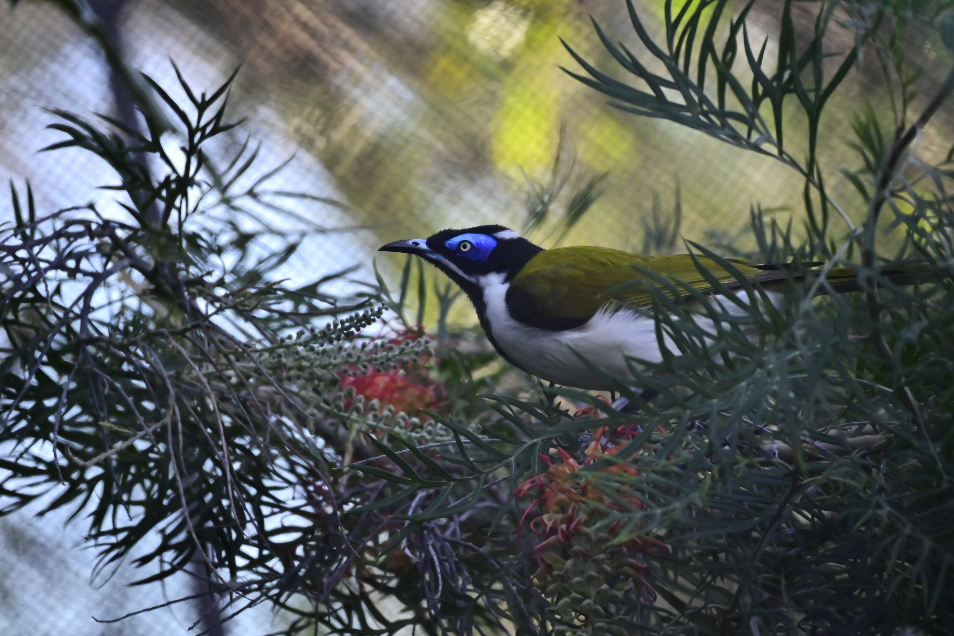Blue Faced Honeyeater