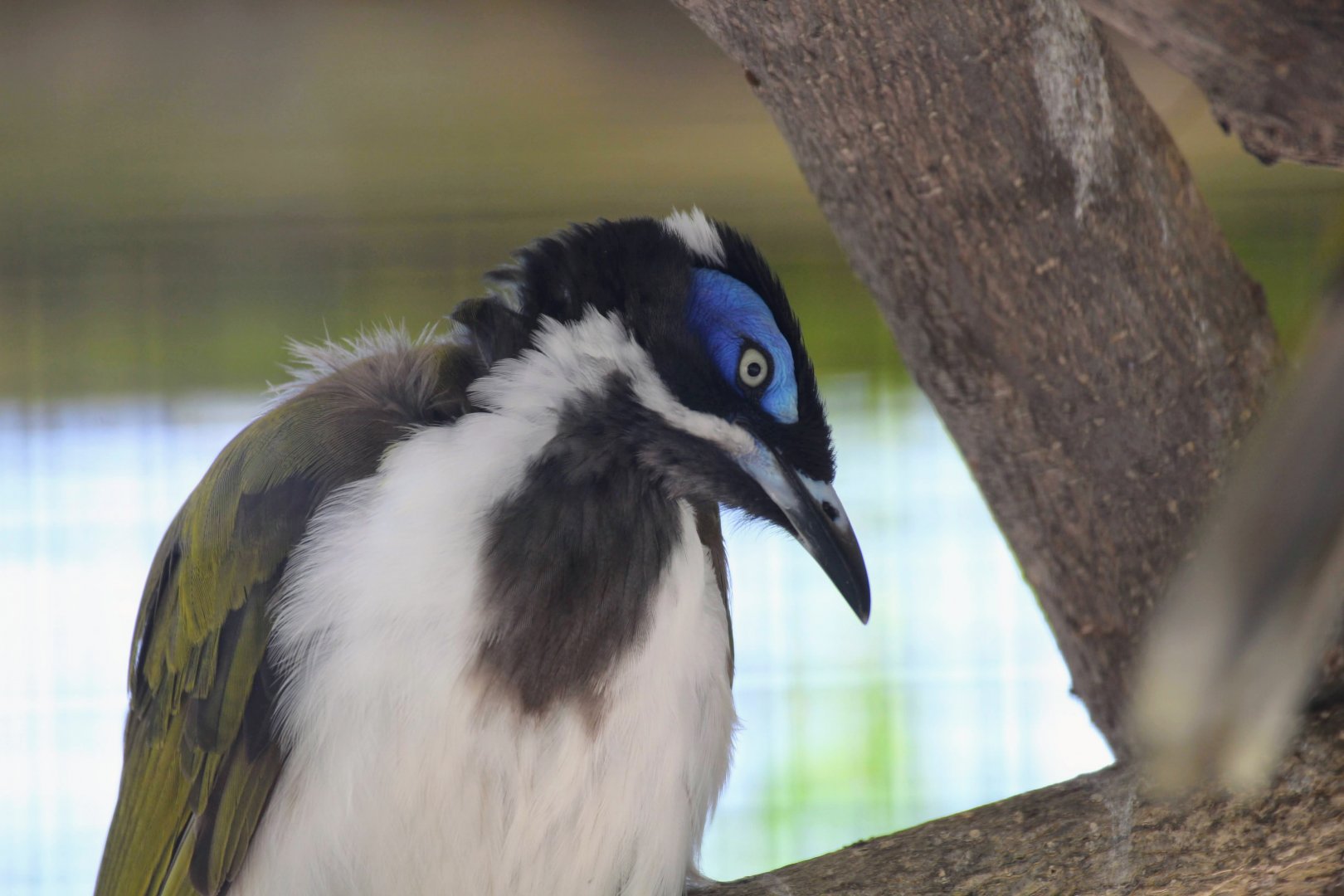 Blue-faced Honeyeater