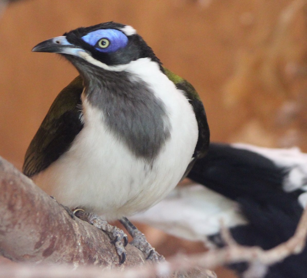 Blue-faced honeyeater