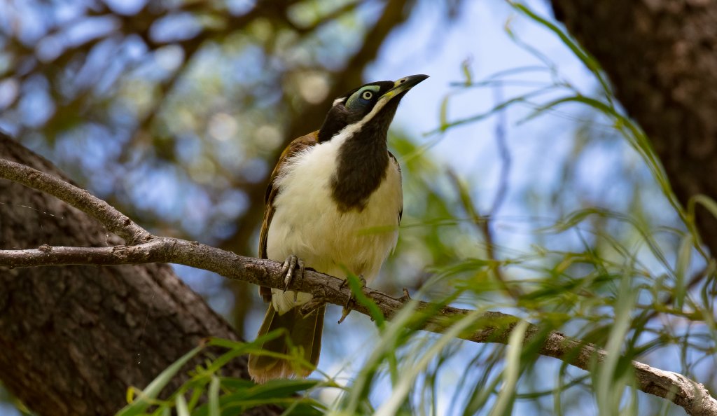 Blue-faced Honeyeater