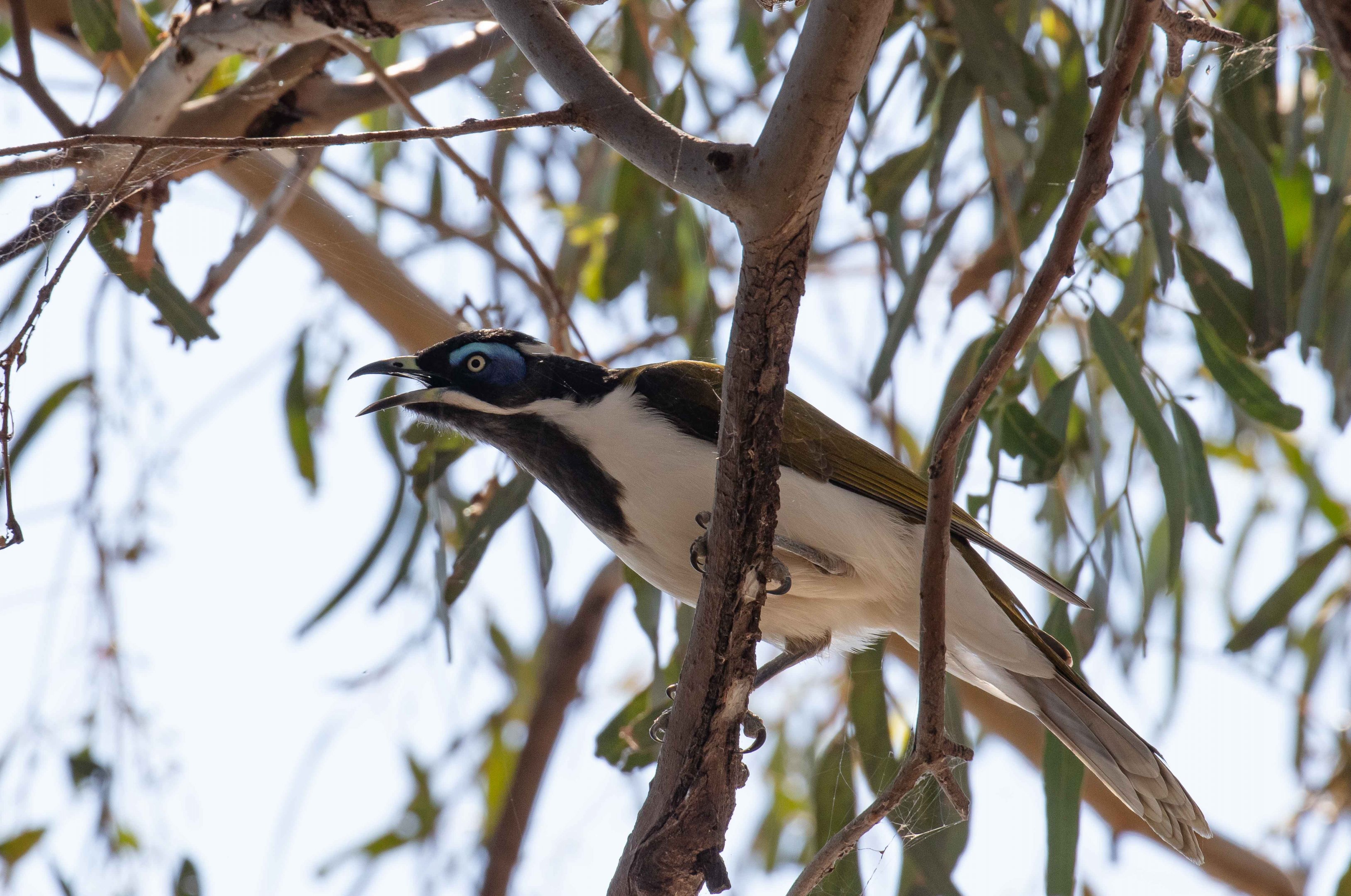 Blue-faced Honeyeater