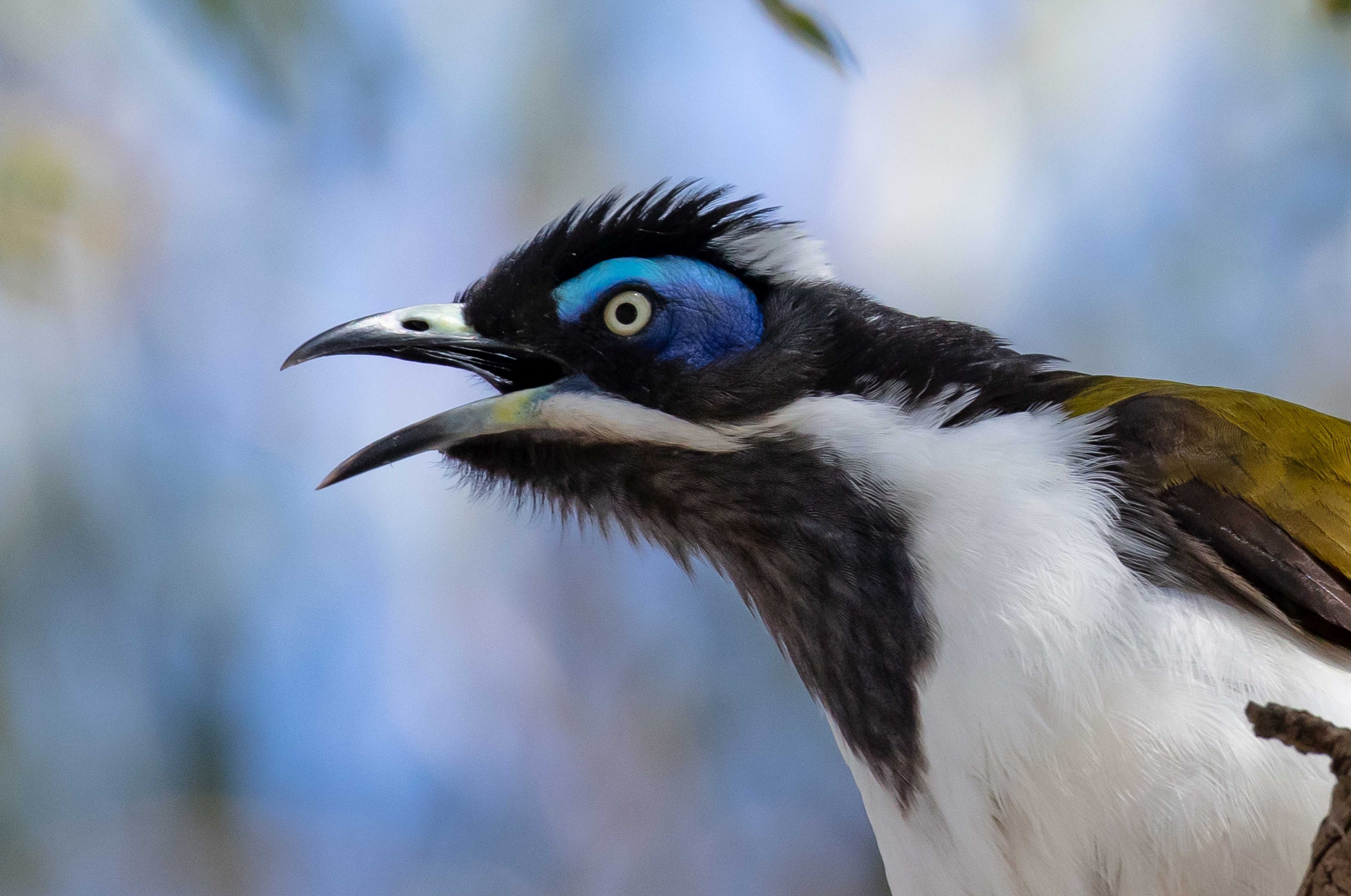Blue-faced Honeyeater