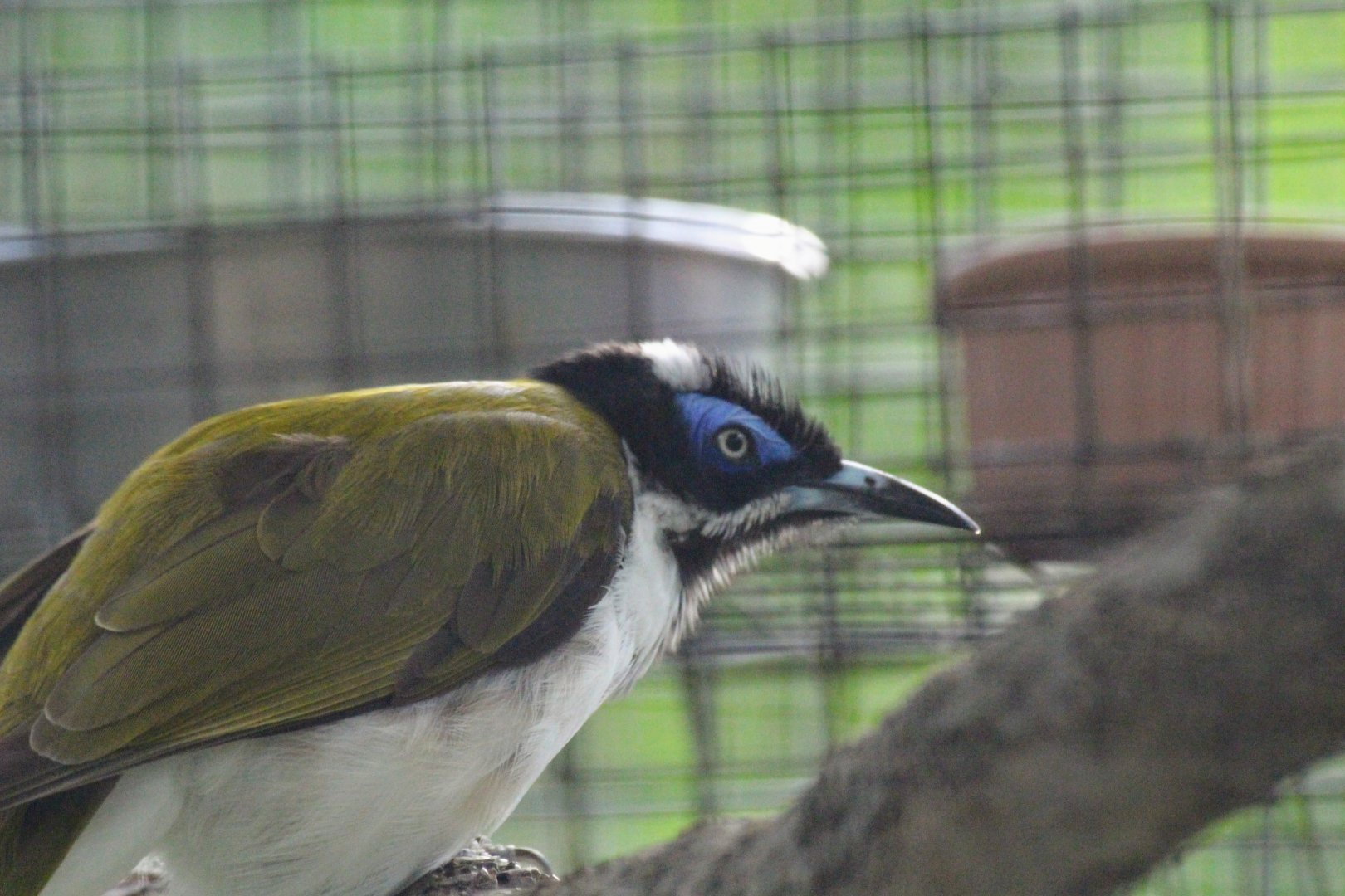Blue-faced Honeyeater