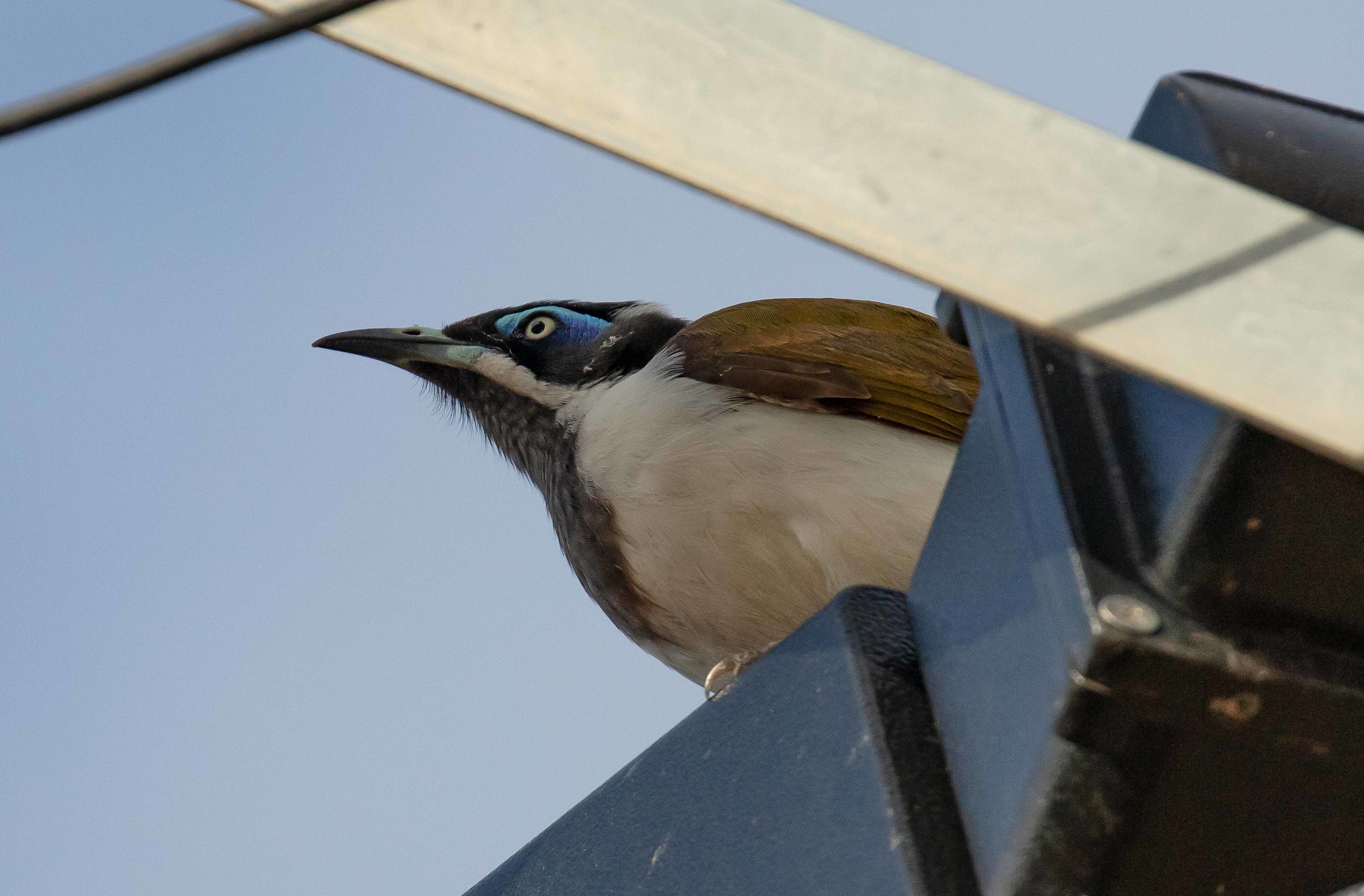 Blue-faced Honeyeater